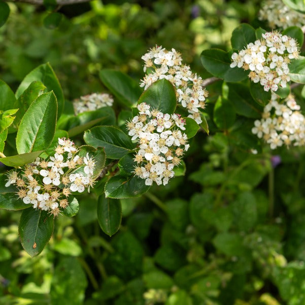 Aronia prunifolia Nero - Aronia prunifolia 'nero' - Aronia