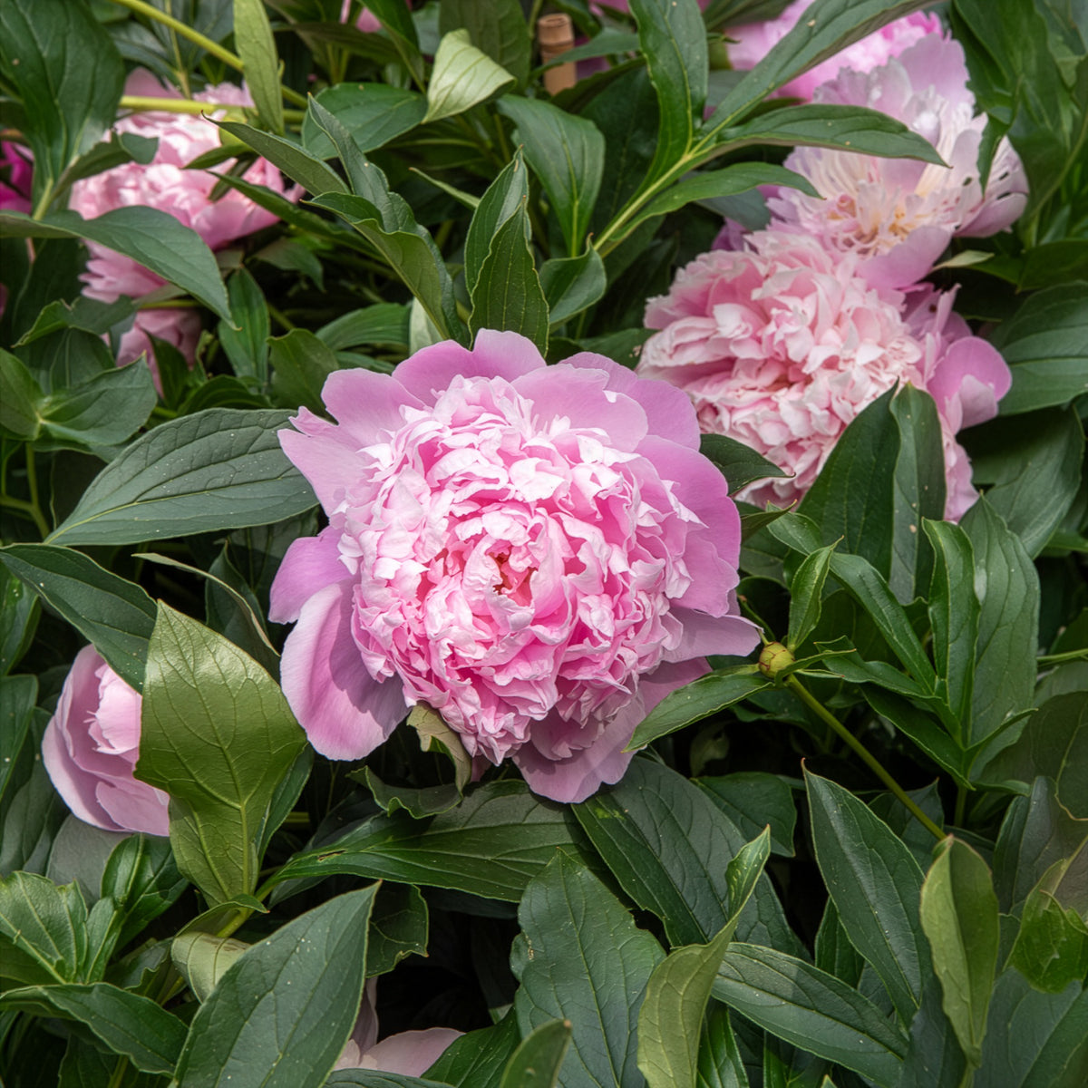 Pivoine Monsieur Jules Elie - Paeonia lactiflora monsieur jules elie - Willemse