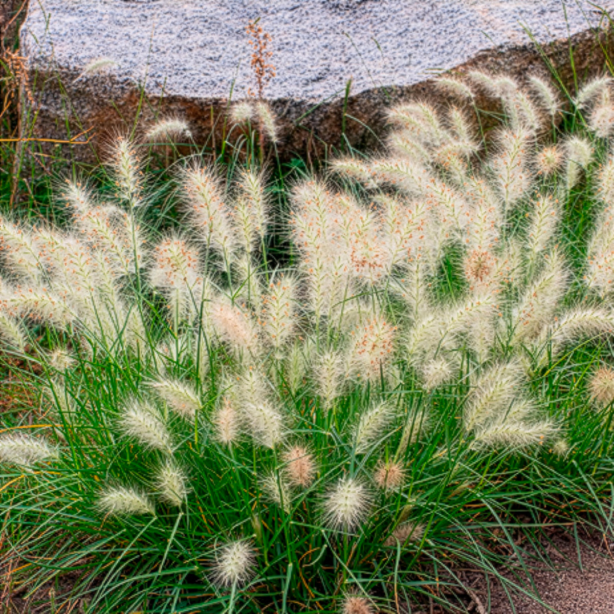 Herbe aux écouvillons Little Bunny - Pennisetum - Pennisetum alopecuroides Little Bunny - Willemse