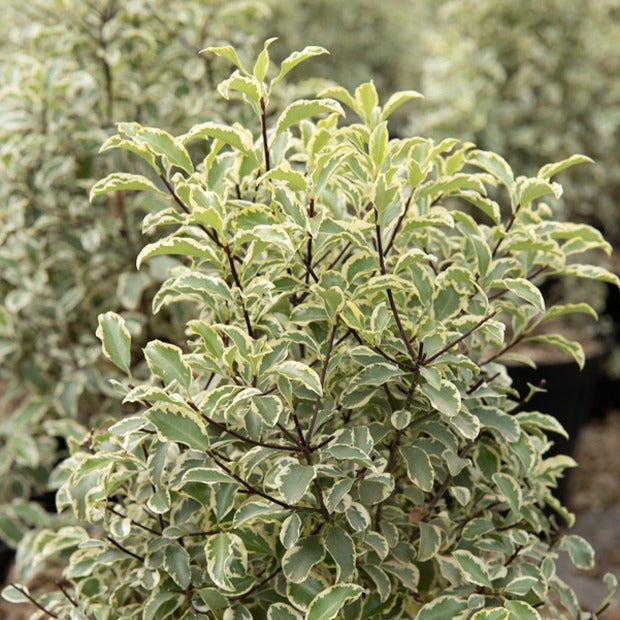 Pittosporum tenuifolium variegatum - Pittosporum tenuifolium variegatum - Arbustes