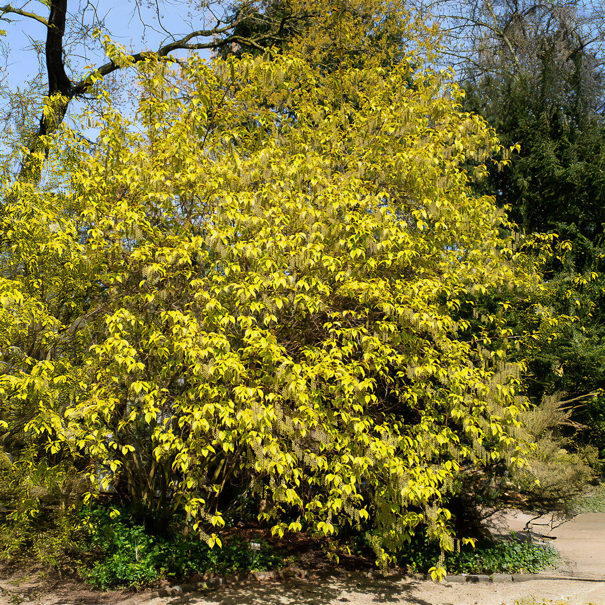 Stachyurus chinensis Joy Forever - Stachyurus chinensis Joy Forever - Willemse
