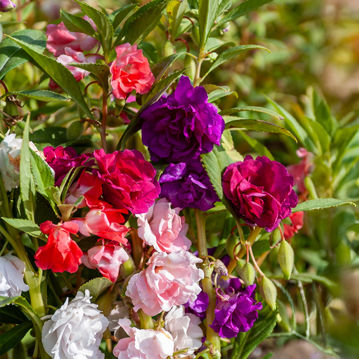 Balsamine à fleurs de camélia en mélange - Impatiens balsamina - Willemse