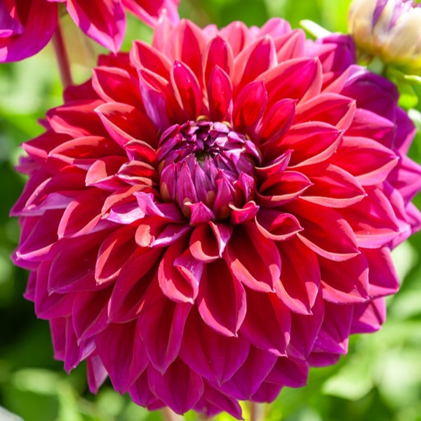 5 Grands Dahlias en mélange - Dahlia 'Diva', 'Clair Obscure', 'Mistery Day', 'Seduction', 'Luka Johanna' - Willemse
