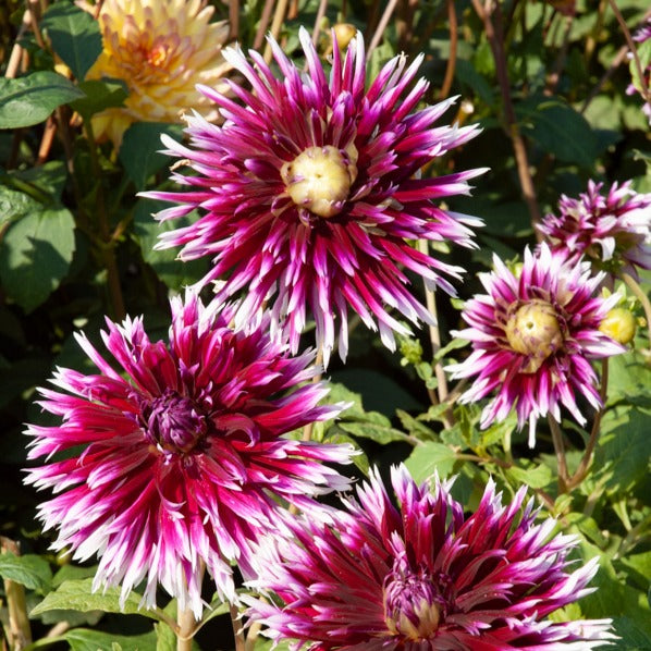 5 Grands Dahlias en mélange