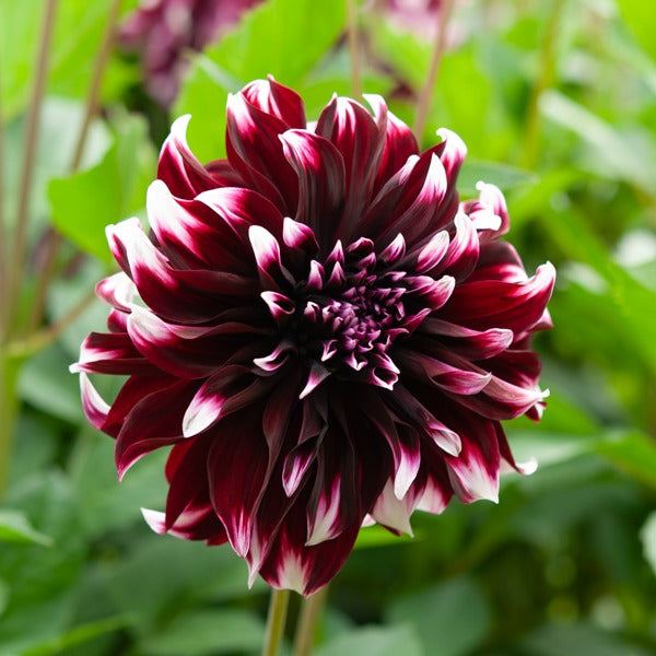 5 Grands Dahlias en mélange