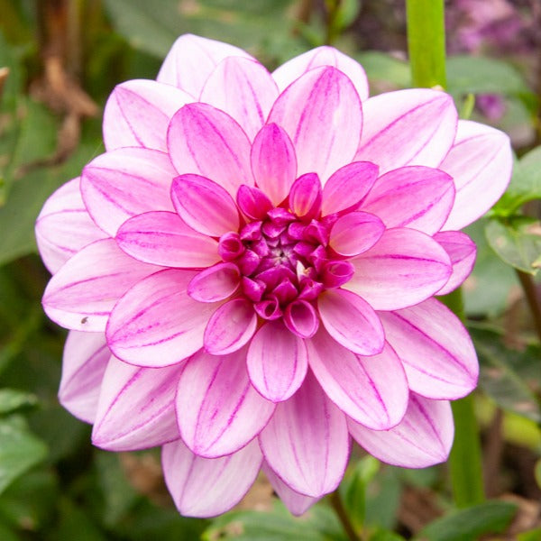 5 Grands Dahlias en mélange