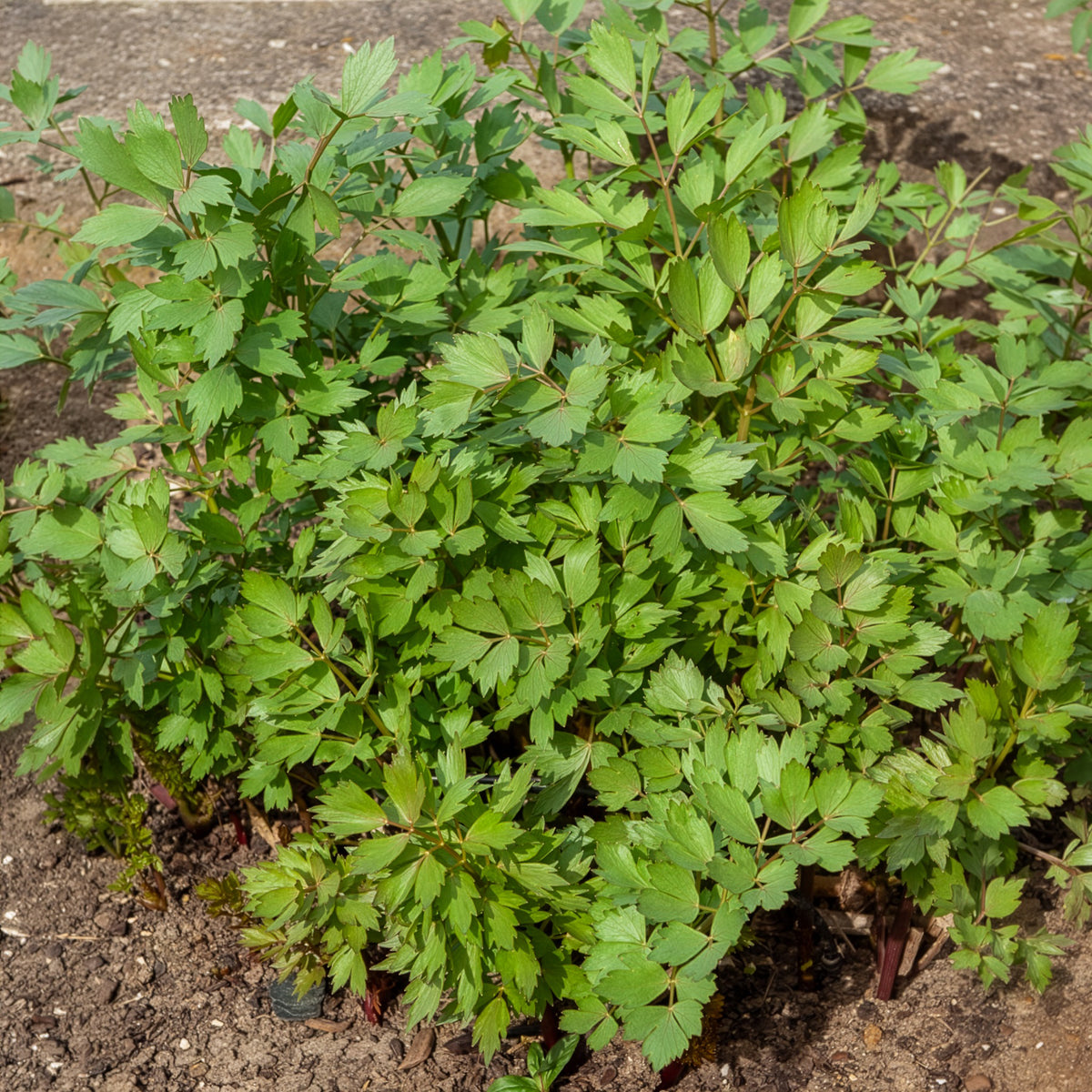 Livèche - céleri perpétuel Bio - Levisticum officinalis - Willemse