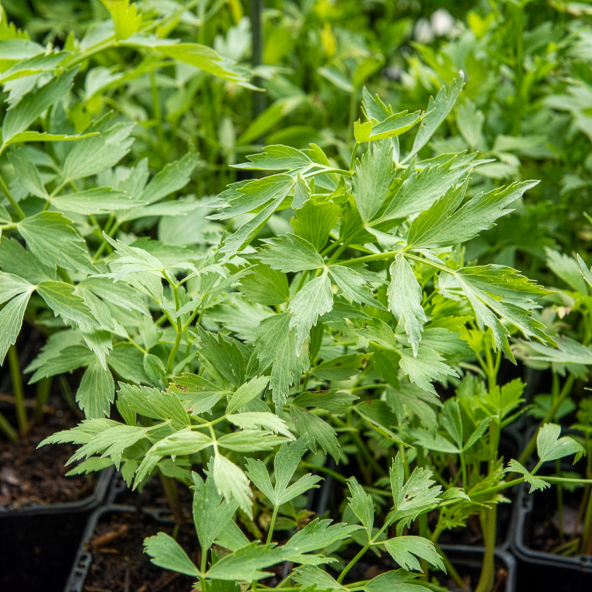 Livèche - céleri perpétuel Bio - Willemse