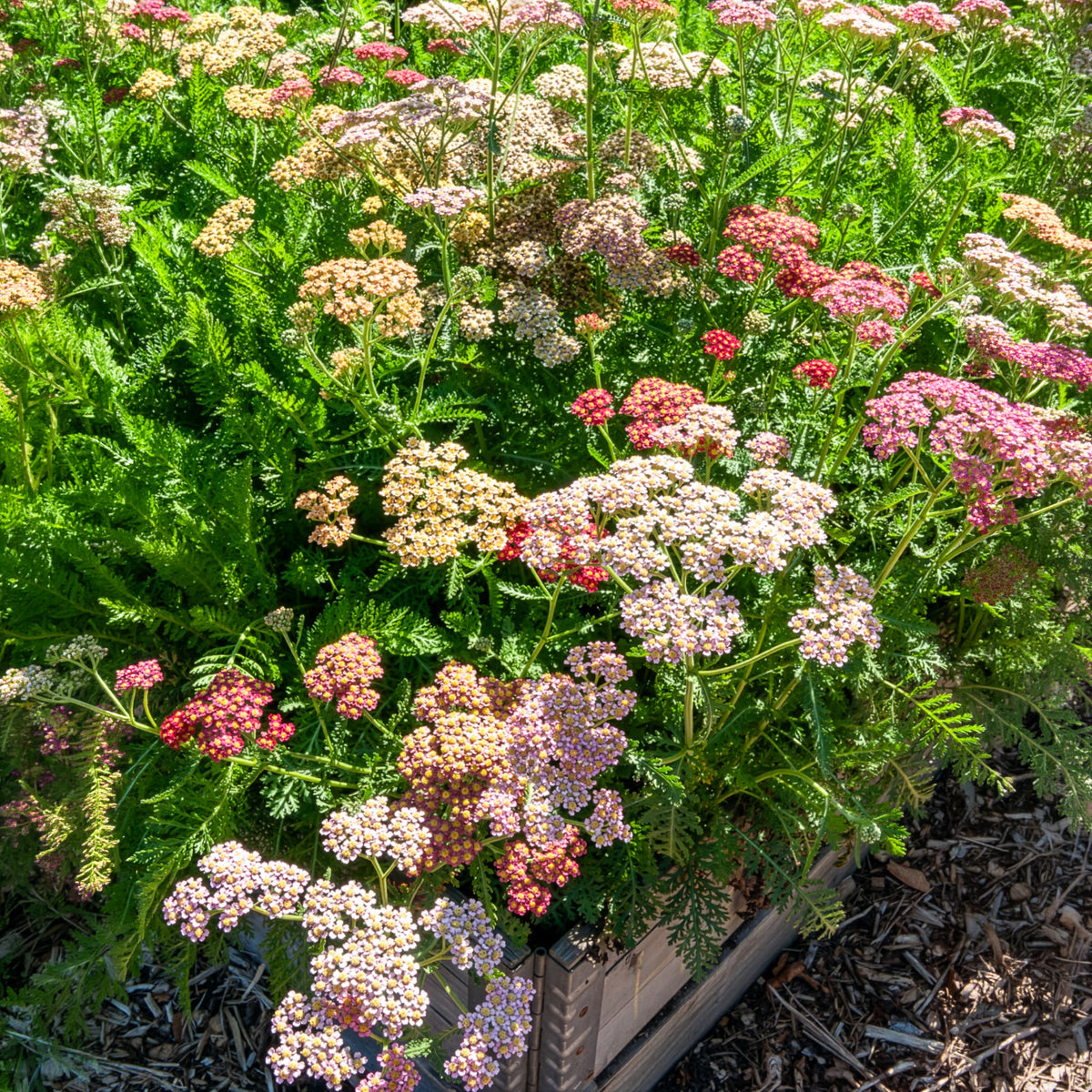 Achillées millefeuille Summer Pastels F2 en mélange - Achillea millefolium summer pastels f2 - Willemse