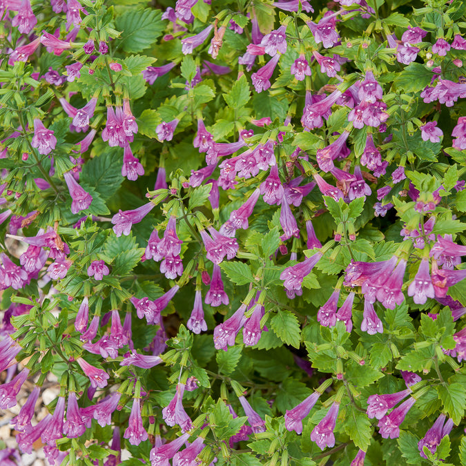 Calament - Thés de l'Aubrac - Calamintha grandiflora - Willemse