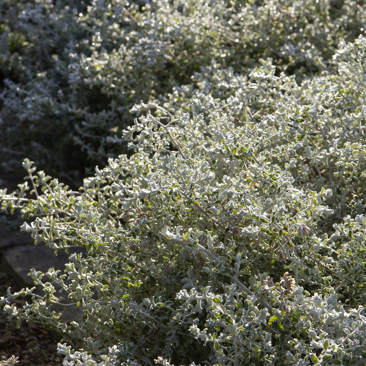Céraiste Yo Yo - Cerastium tomentosum yo yo - Willemse