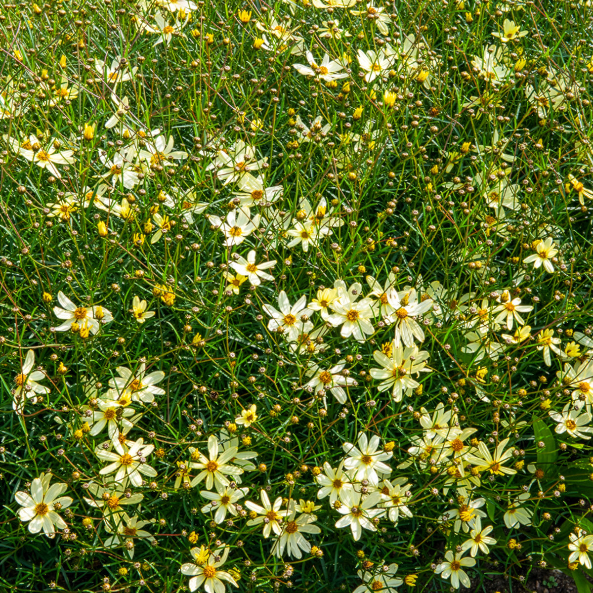 Coreopsis verticillé Moonbeam - Coreopsis verticillata Moonbeam - Willemse