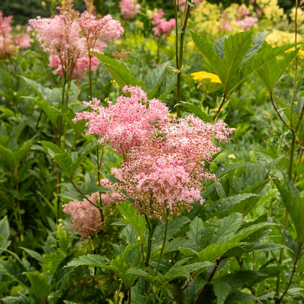 Filipendule rouge Venusta - Reine des près - Filipendula rubra venusta - Willemse