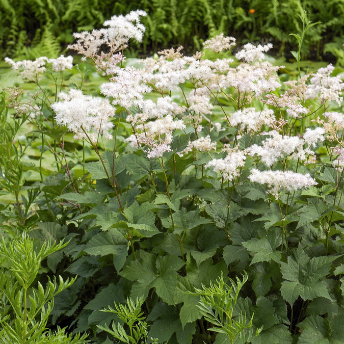 Reine des prés pour sol humide, floraison facile