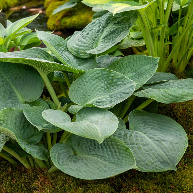 Hosta Big Daddy - Hosta big daddy - Willemse