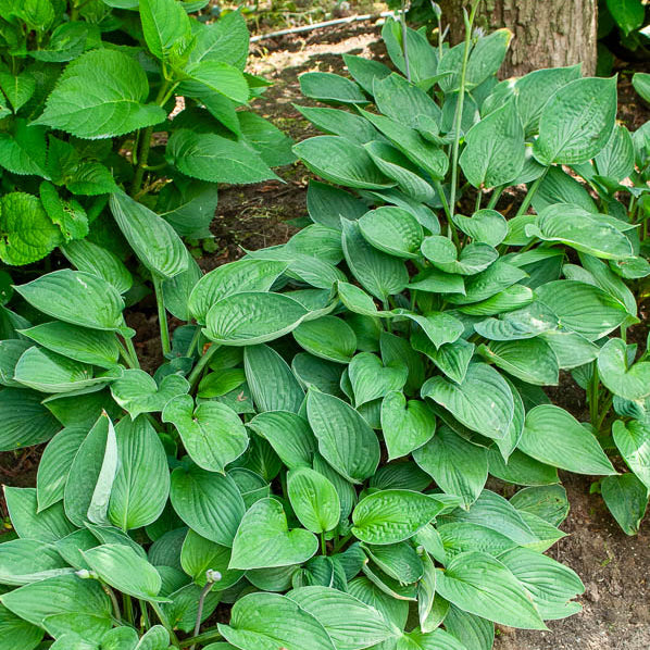 Hosta sieboldiana Elegans - Hosta sieboldiana elegans - Willemse