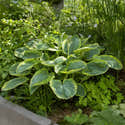 Graines De Plantes Hosta - Lot De 60 Graines - Pour Ombre Ou Mi-Ombre - Faciles à Cultiver - 9