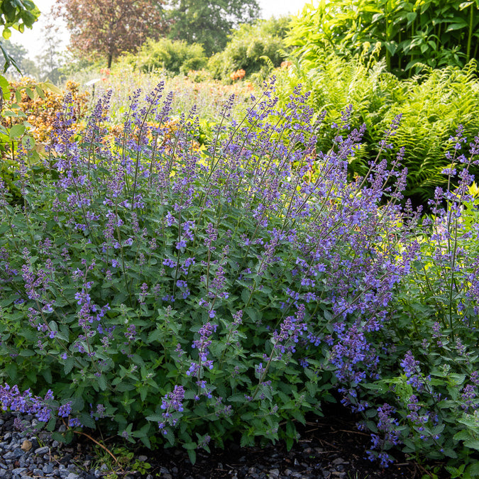 Nepeta Junior Walker - Nepeta faassenii Junior Walker - Willemse