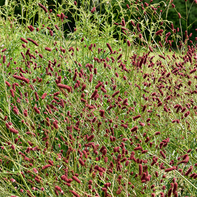 Pimprenelle - Sanguisorbe officinale - Sanguisorba officinalis - Willemse
