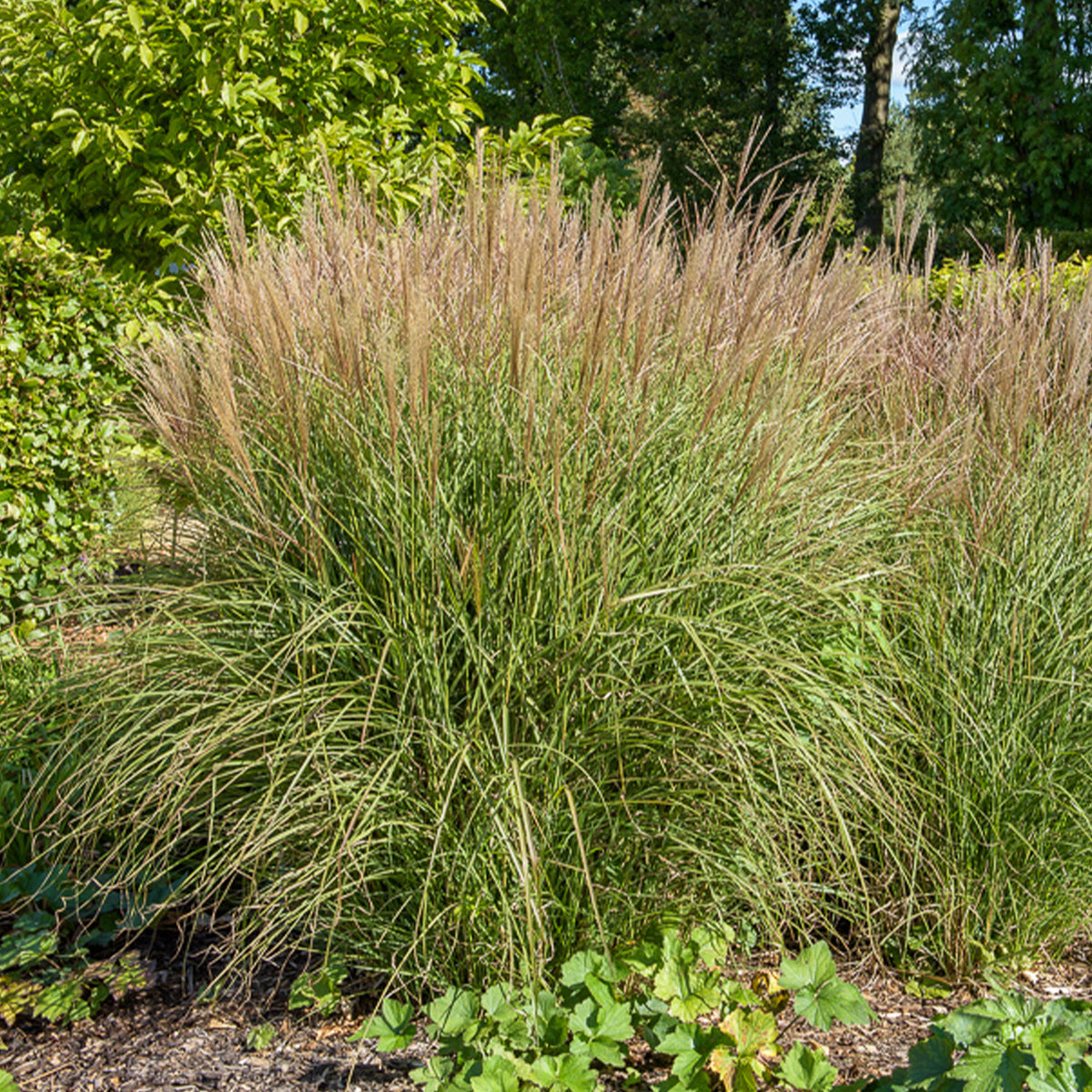 Eulalie Kleine Silberspinne - Miscanthus sinensis kleine silberspinne - Willemse