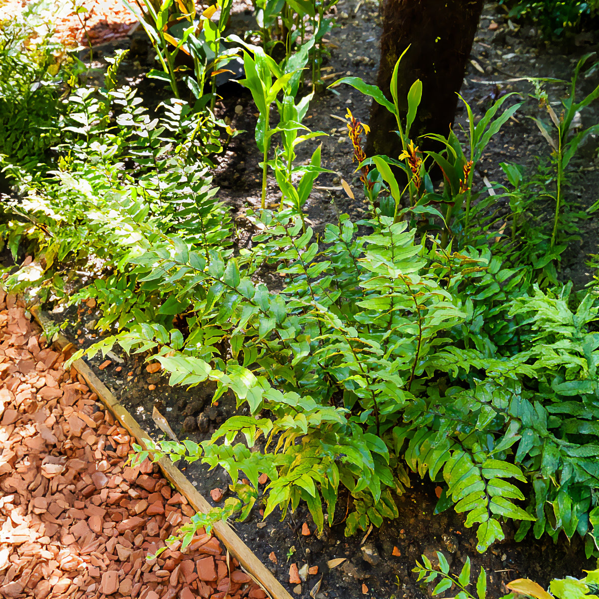 Aspidie en faux - Fougère houx - Cyrtomium falcatum - Willemse