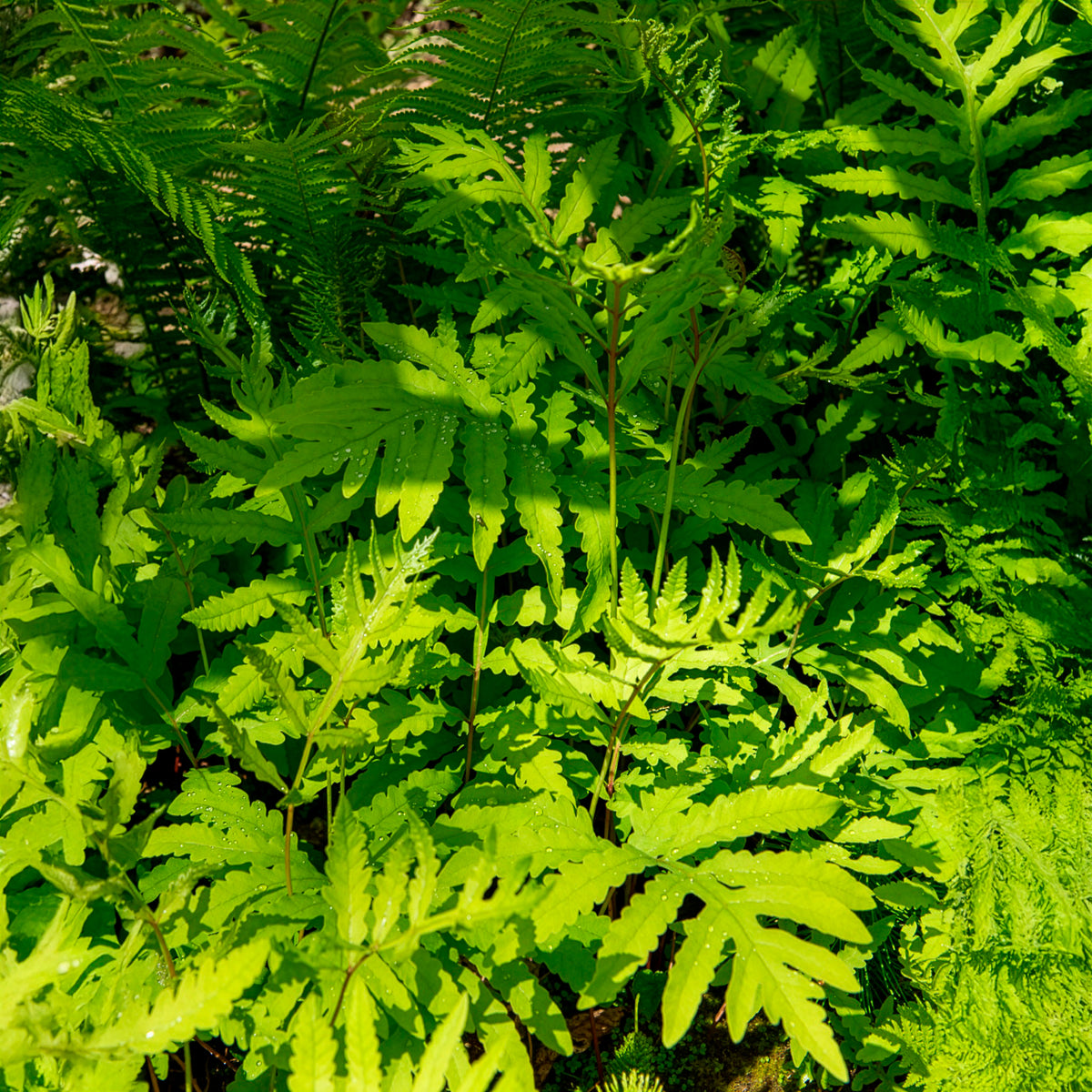 Vente Onoclea - Fougère - Onoclea sensibilis