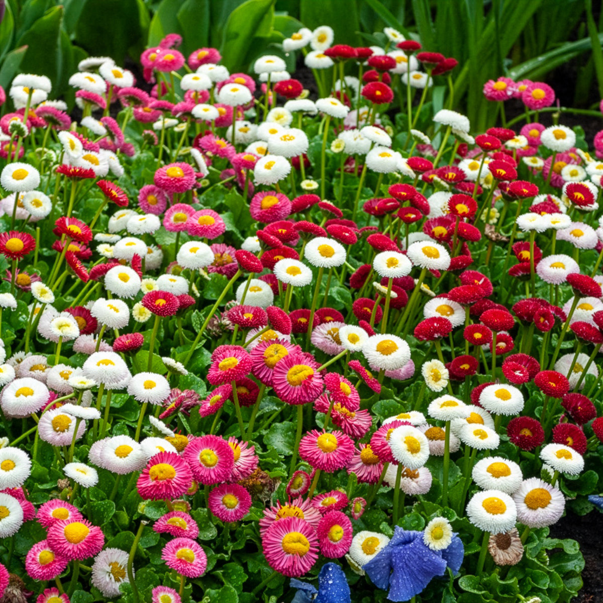 2 Pâquerettes en mélange - Bellis perennis - Willemse