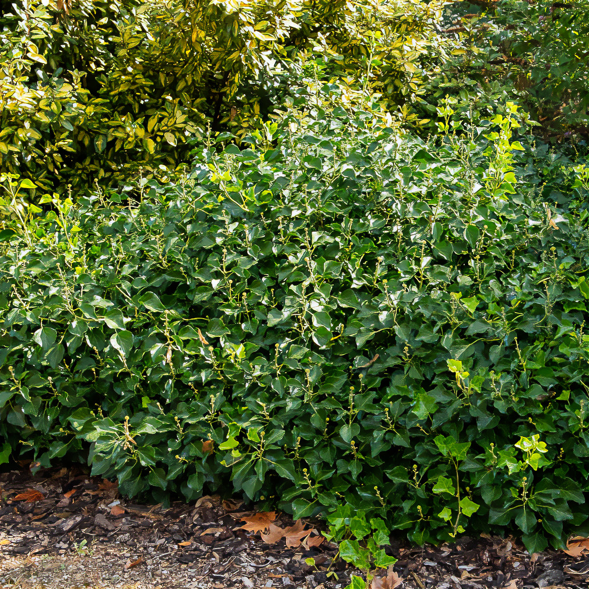 Hedera helix Arborescens - Lierre arbustif - Hedera helix arborescens - Willemse