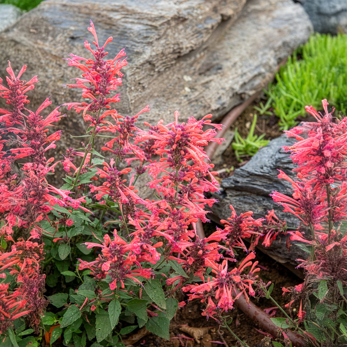 Agastache Kudos Coral - Agastache Kudos Coral - Willemse
