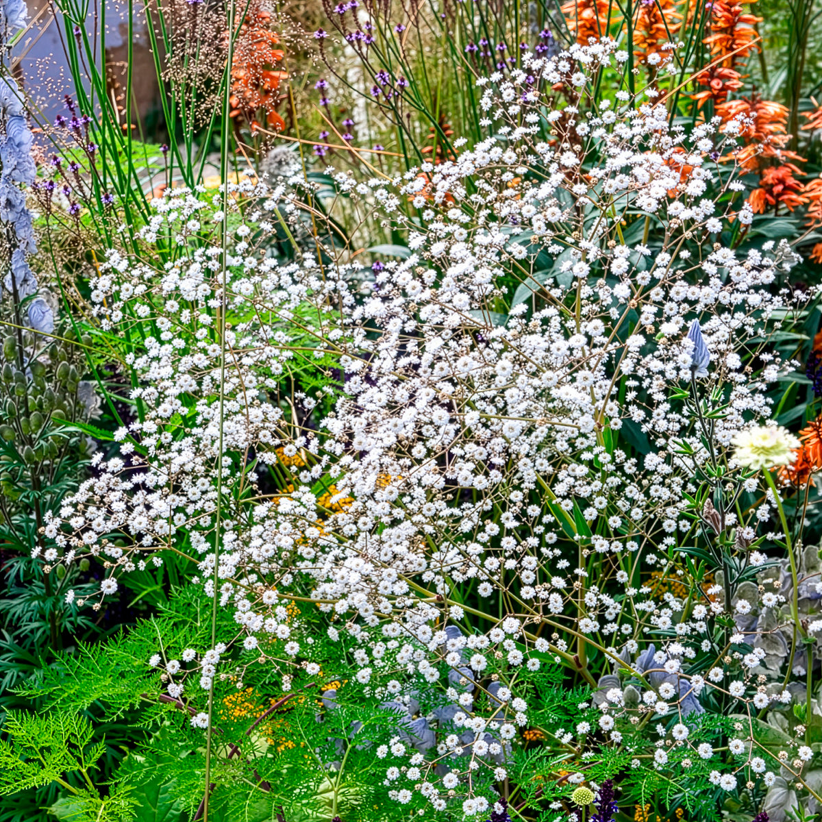 Brouillard Bristol Fairy Gypsophile Bristol Fairy