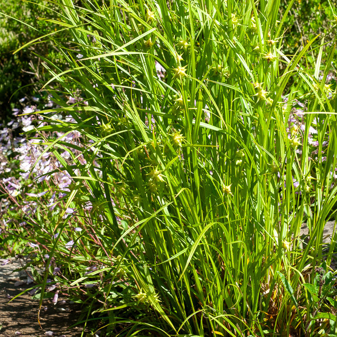 Laîche massue - Carex grayi - Willemse