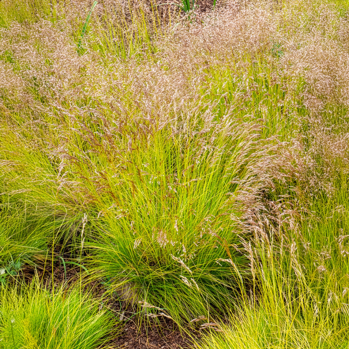 Canche flexible Tatra Gold - Deschampsia flexuosa Tatra Gold - Willemse