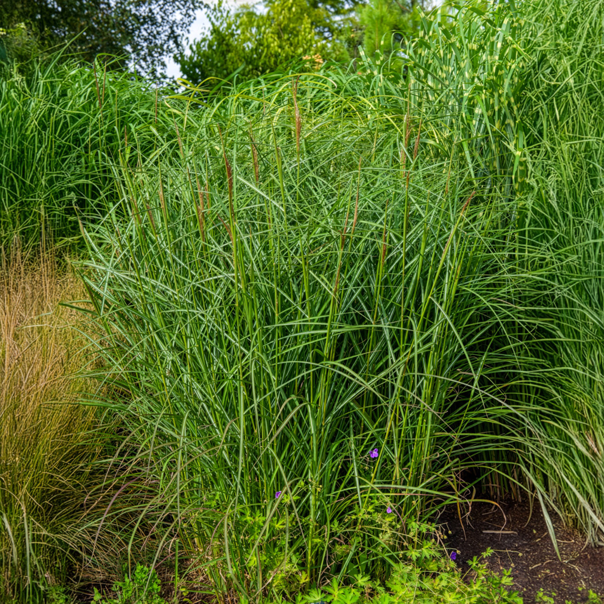 Eulaliee Kaskade - Miscanthus sinensis Kaskade - Willemse