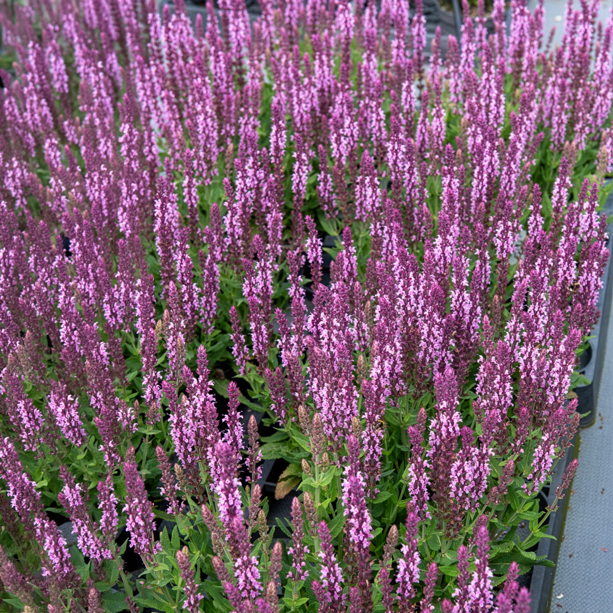 Sauge des bois rose clair - Salvia nemorosa sensation pink - Willemse
