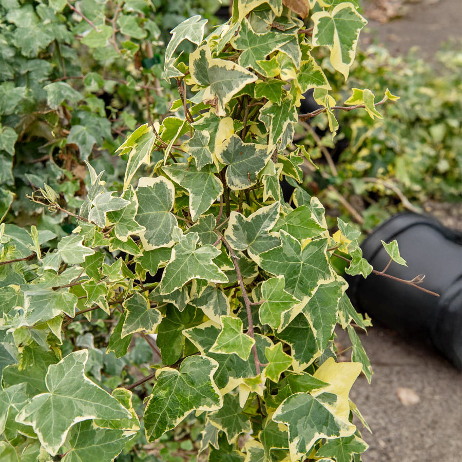 Lierre Goldchild - Hedera helix Goldchild - Willemse