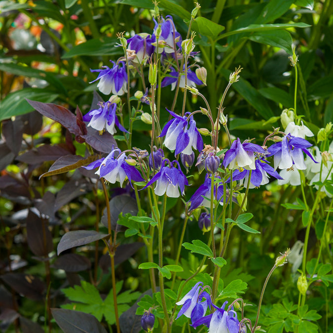 3 Ancolies Blue Star - Aquilegia blue star - Willemse