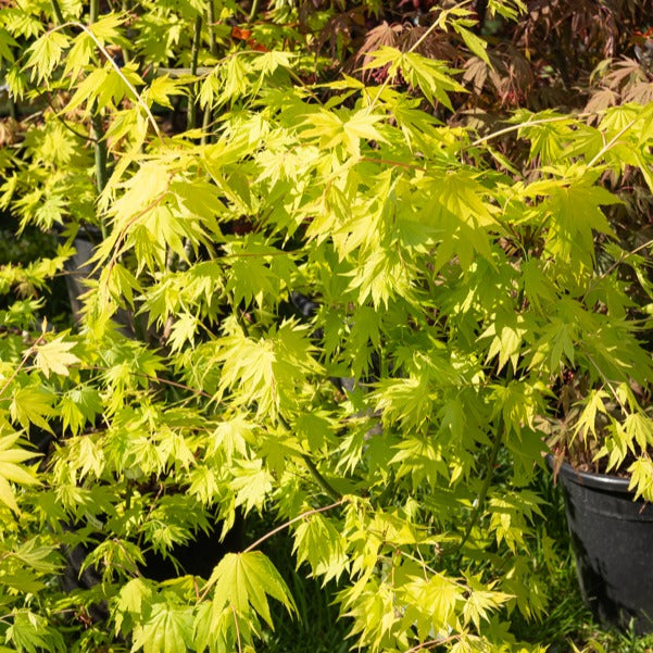 Erable du Japon Jordan - Acer shirasawanum Jordan - Willemse