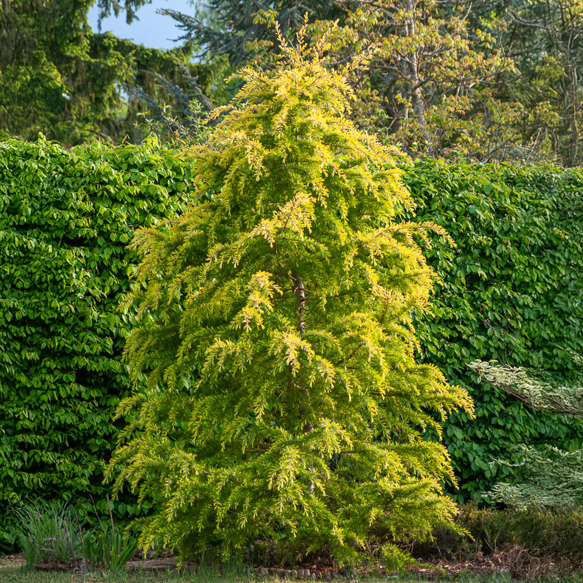 35 Graines De Cèdre De L'Himalaya - Cedrus Deodara - SAFLAX