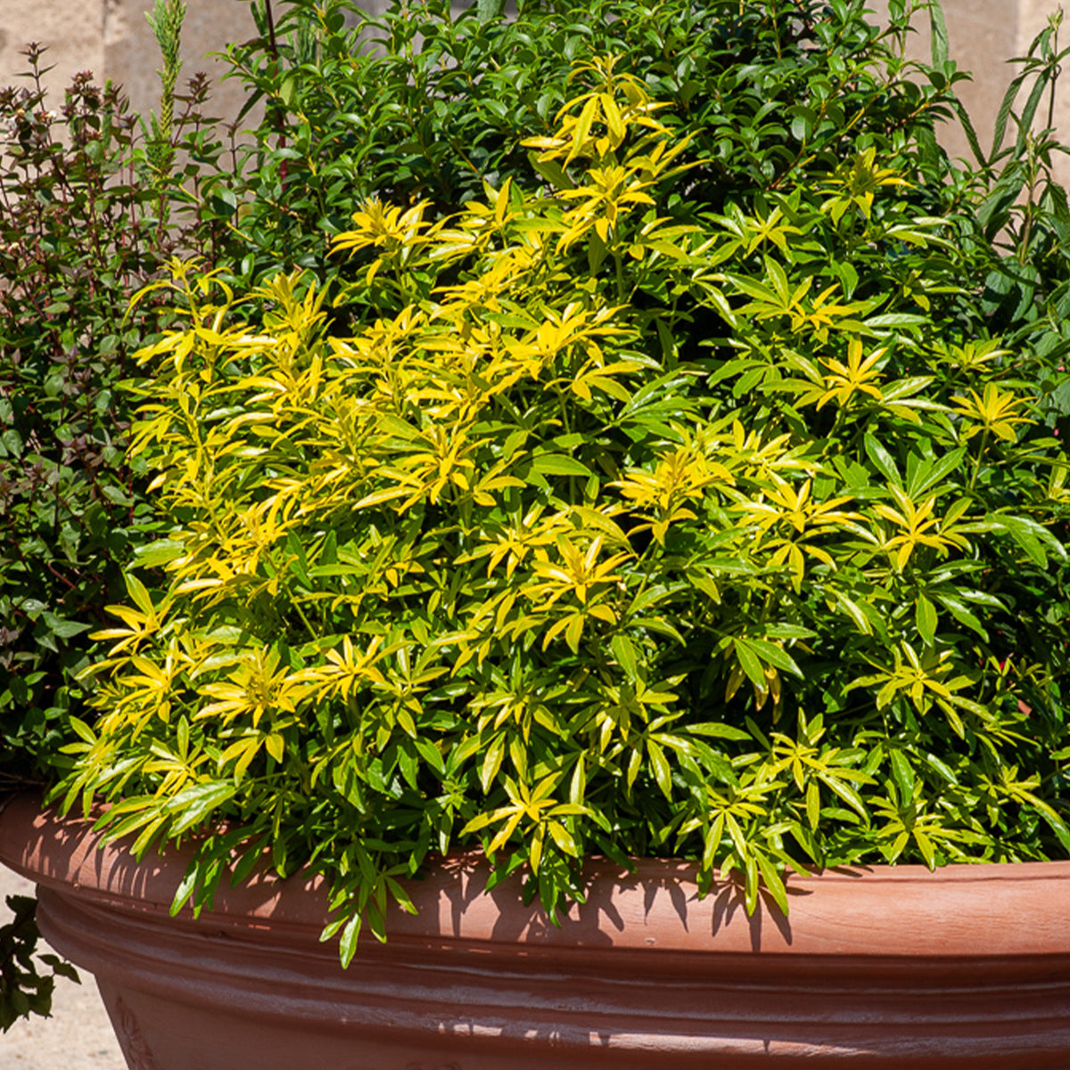 Oranger du Mexique Goldfinger® - Choisya ternata Goldfinger ® - Willemse