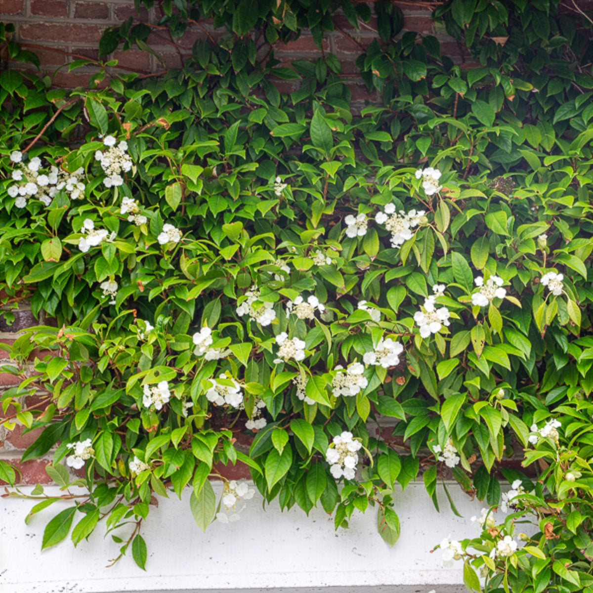Hortensia grimpant et persistant - Hydrangea seemanii - Willemse
