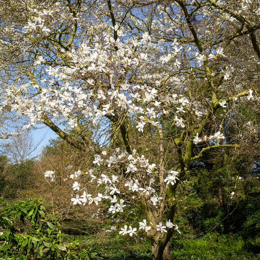 Magnolia de Kobé - Magnolia kobus - Willemse