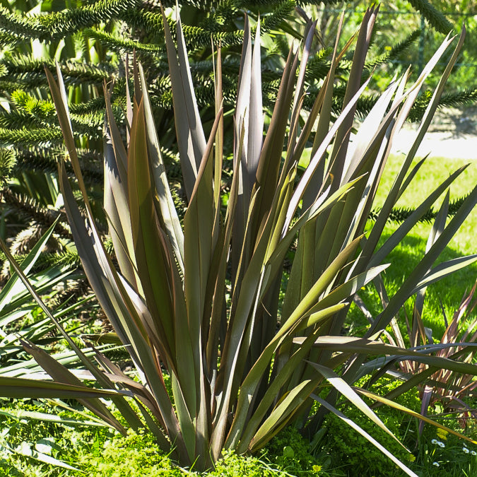 Phormium Bronze Baby - Lin de Nouvelle-Zélande - Phormium cookianum Bronze Baby - Willemse