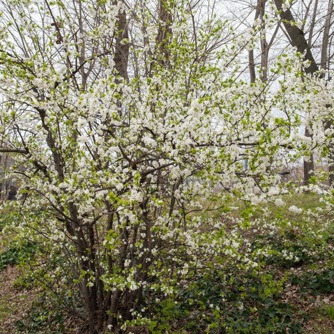 Prunellier - Prunus spinosa - Willemse