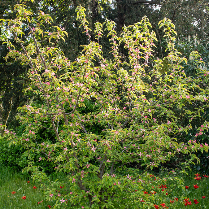 Cognassier de Chine - Pseudocydonia sinensis - Willemse