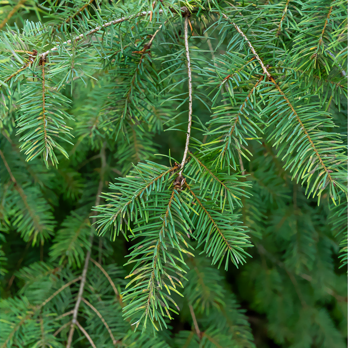 Sapin de Douglas - Pseudotsuga menziesii - Willemse