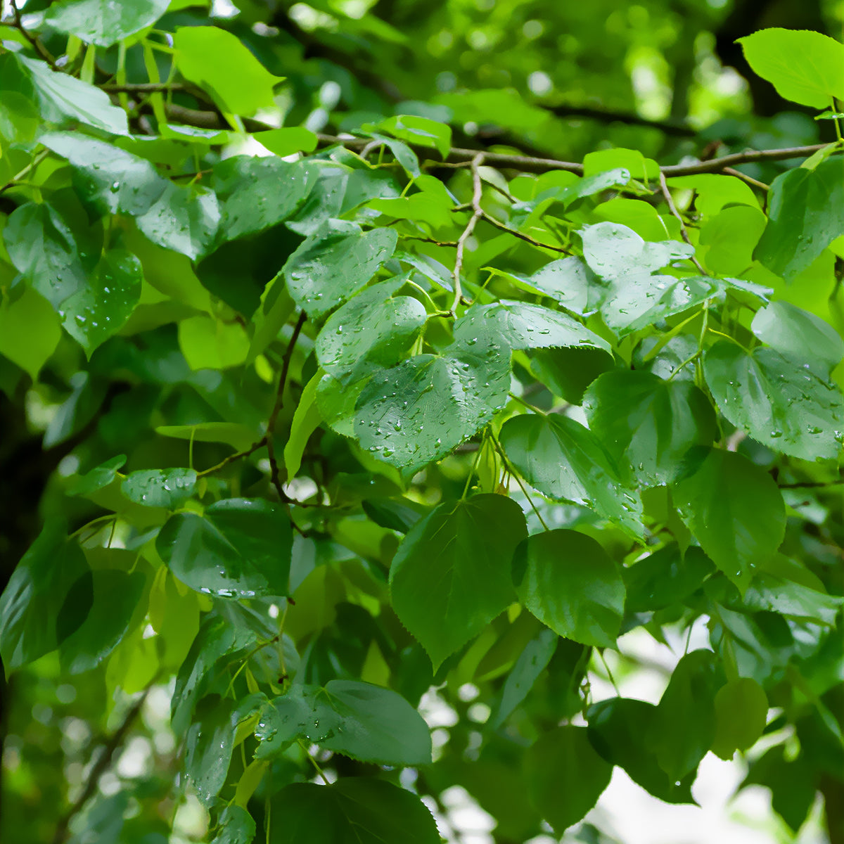 Tilleul de Crimée Euchlora - Tilia europaea Euchlora - Willemse