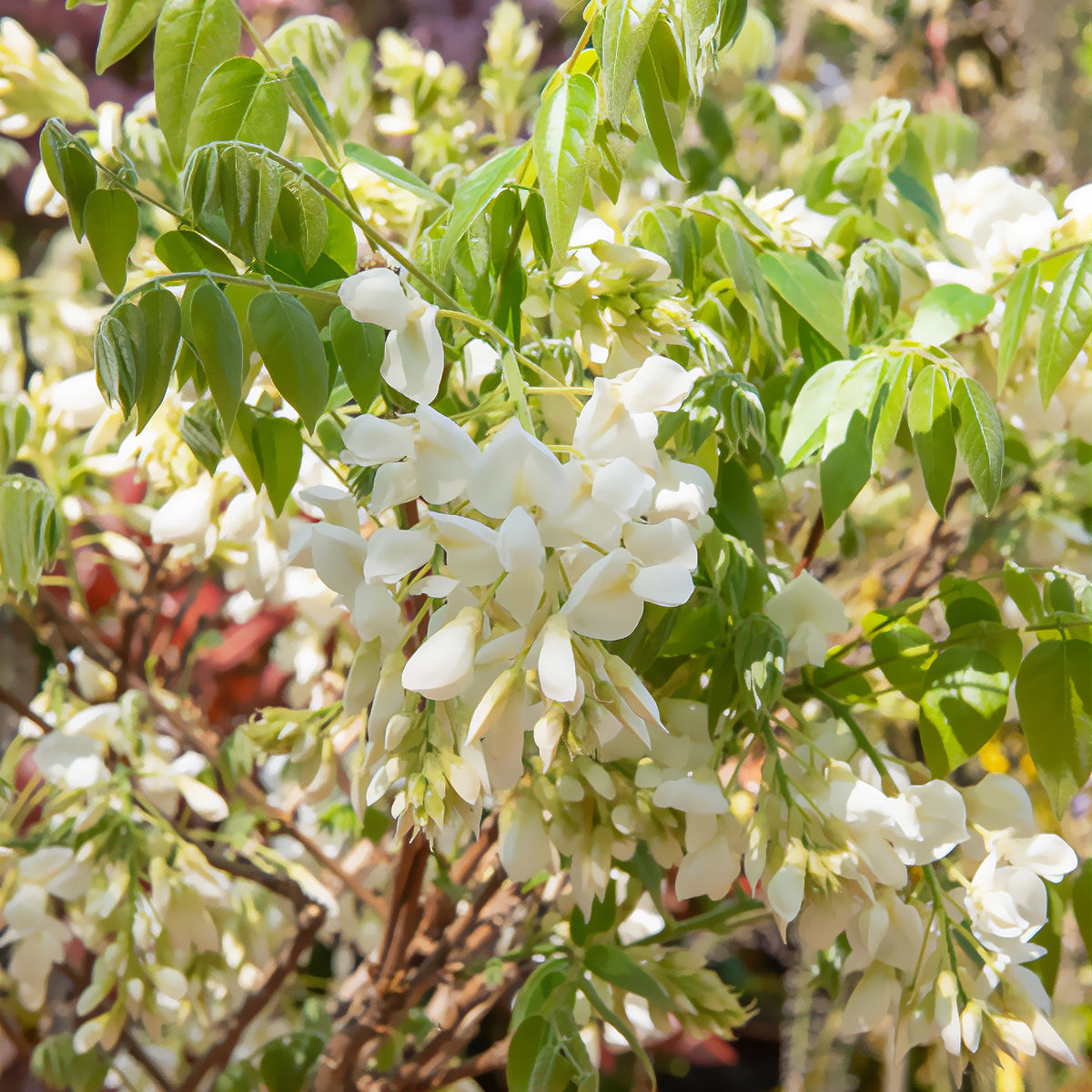 Glycine soyeuse blanche - Wisteria brachybotrys Shiro Kapitan - Willemse