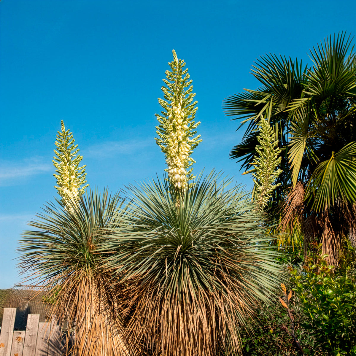 Yucca bleu - Yucca rostrata - Willemse