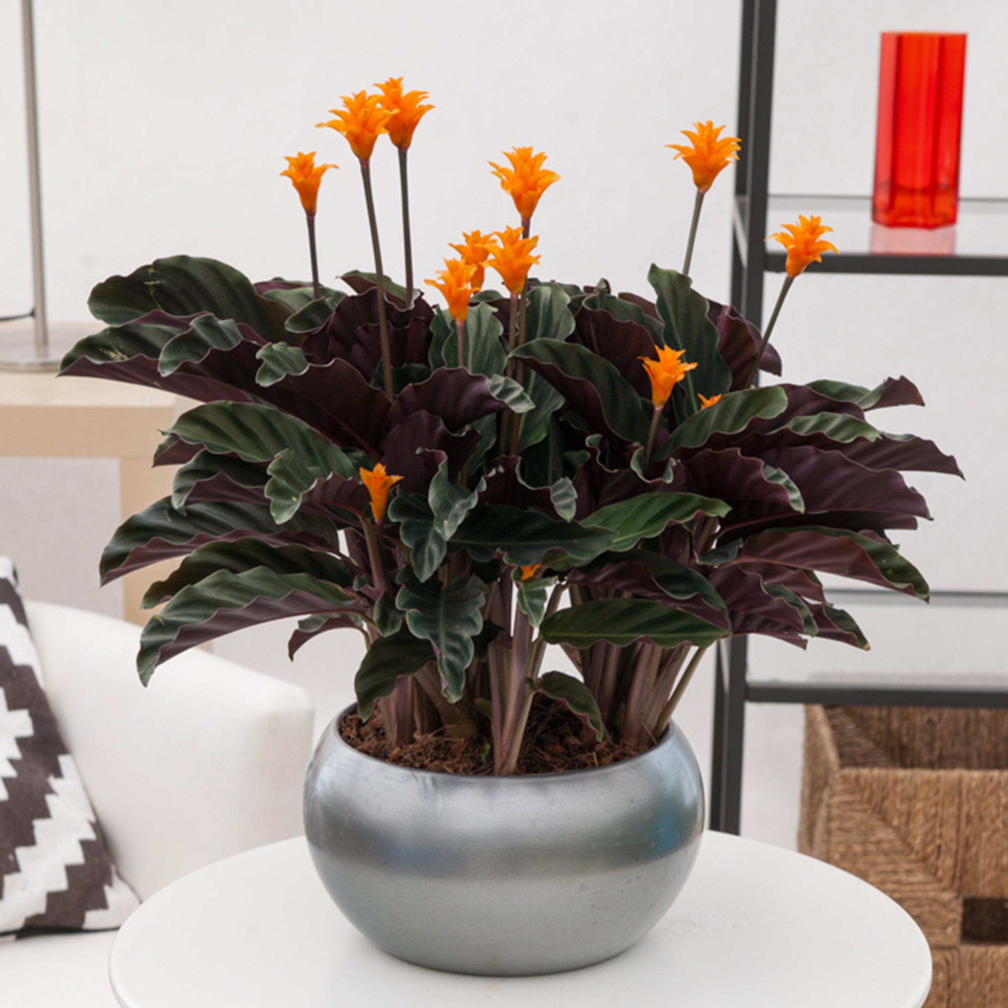 Calathéa crocata, fleurs orange en pot mi-ombre