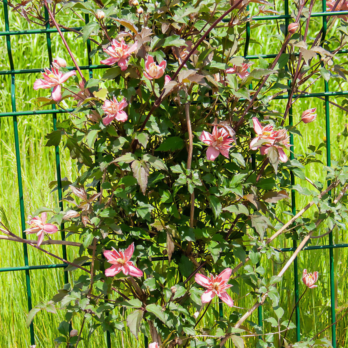 Clématite Broughton Star - Clematis montana Broughton star - Willemse
